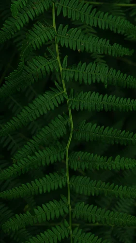 Hình nền rừng 21