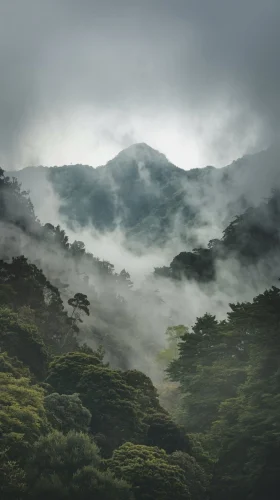 Hình nền rừng 43