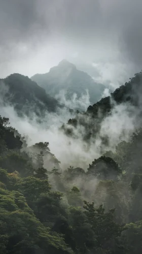 Hình nền rừng 116
