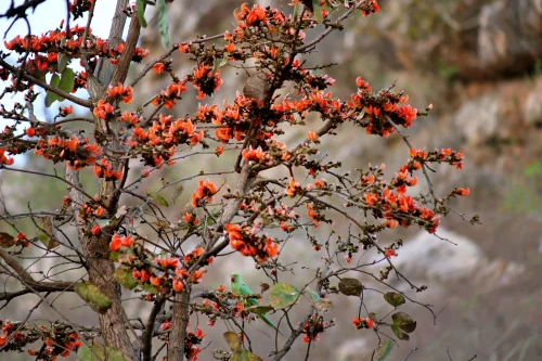 Hình nền rừng 12