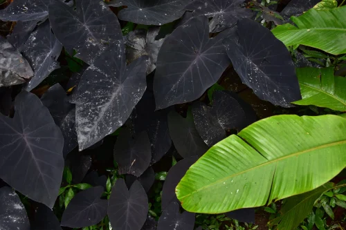 Hình nền rừng 17