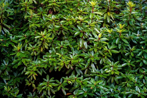 Hình nền rừng 18