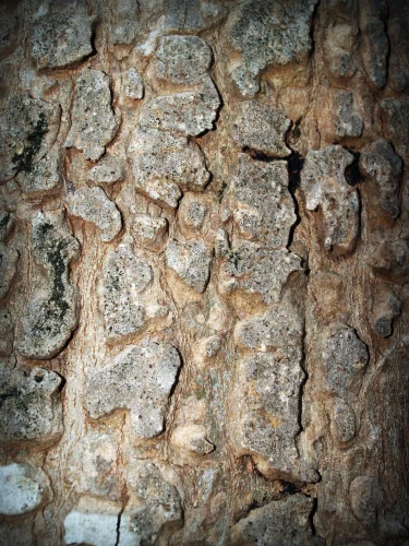 Hình nền rừng 245