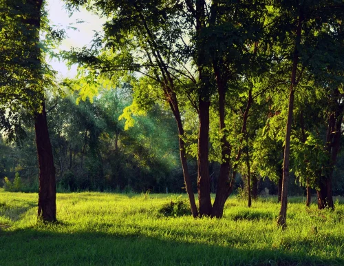Hình nền rừng 52