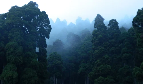 Hình nền rừng 122