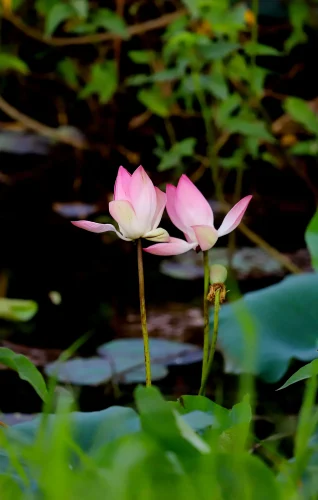 Hình nền thiên nhiên 9