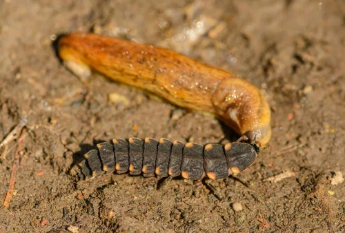 Hình nền thiên nhiên 8