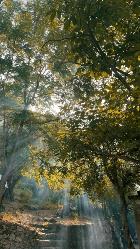 Hình nền thiên nhiên 52