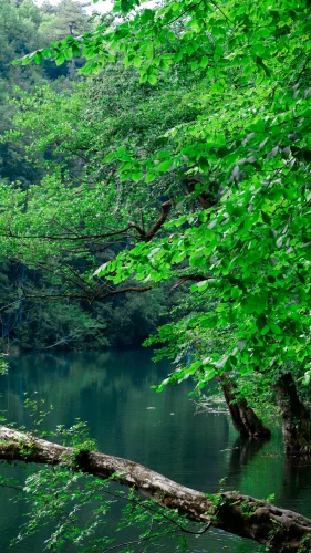Hình nền thiên nhiên 63