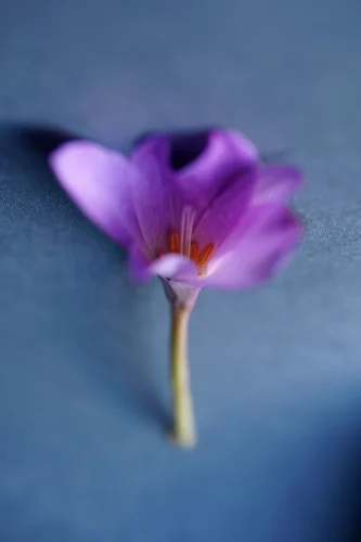 Hình nền thiên nhiên 98