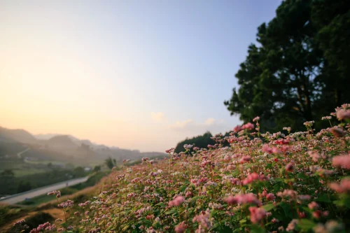 Hình nền thiên nhiên 79