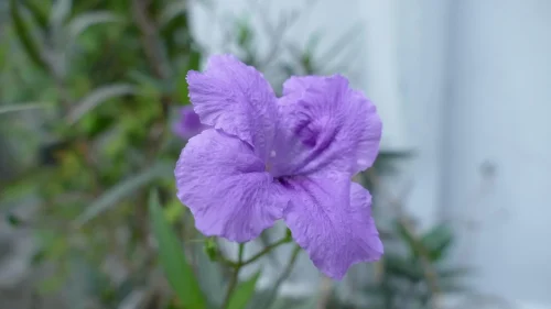 Hình nền tím 5