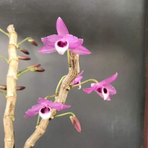 Hình nền tím 6