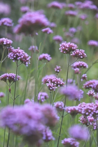 Hình nền tím 40