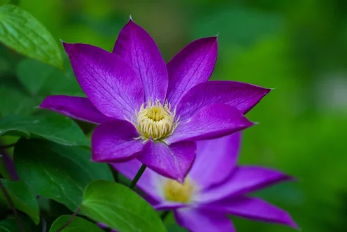 Hình nền tím 53