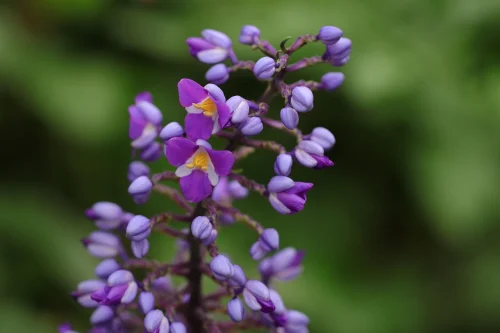 Hình nền tím 61