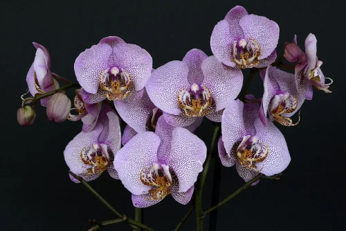 Hình nền tím 60