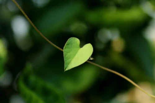 Hình nền trái tim 19