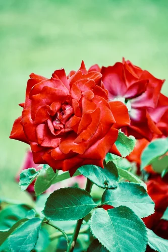 Hình nền trái tim 62