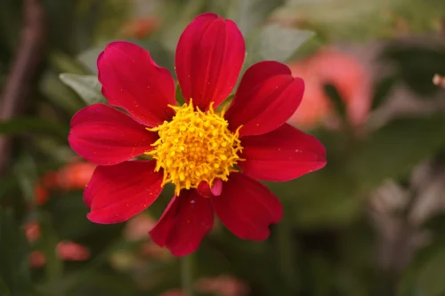 Hình nền trái tim 43