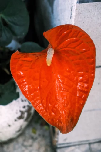 Hình nền trái tim 94
