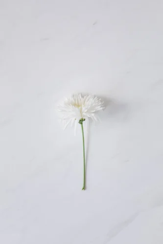 Hình nền trắng 7