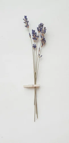 Hình nền trắng 17