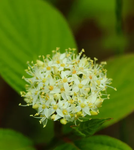 Hình nền trắng 220