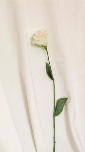 Hình nền trắng 44