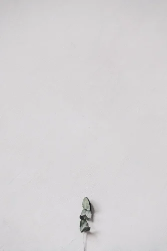 Hình nền trắng 64