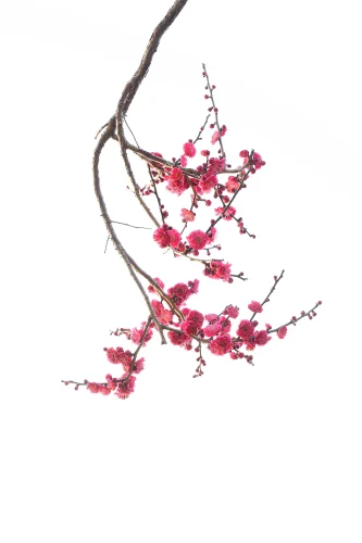 Hình nền trắng 80