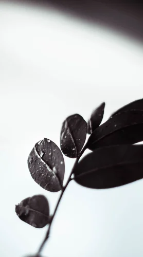 Hình nền trắng 92