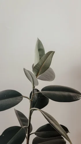 Hình nền trắng 124