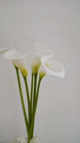 Hình nền trắng 190