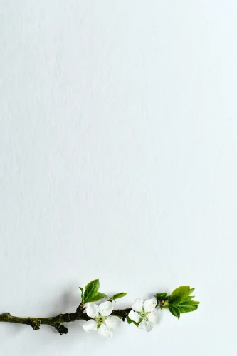 Hình nền trắng 202