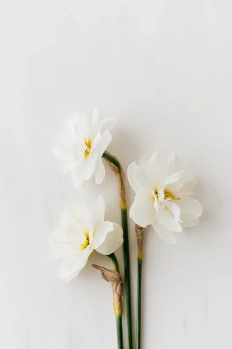 Hình nền trắng 204