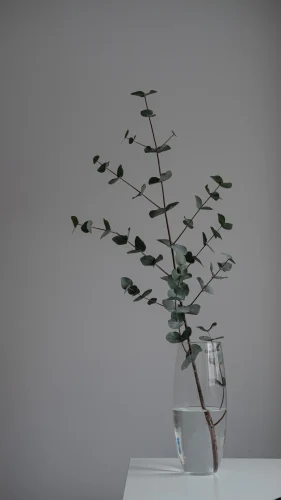 Hình nền trắng 206