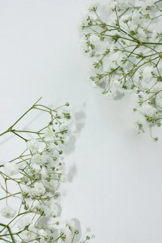 Hình nền trắng 215