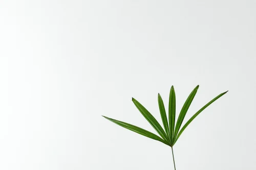 Hình nền trắng 40