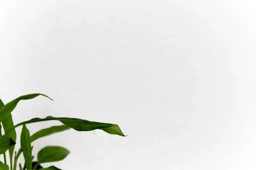 Hình nền trắng 101
