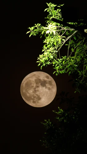 Hình nền Trung thu 47