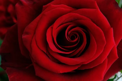 Hình nền Valentine 17