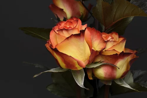 Hình nền Valentine 53
