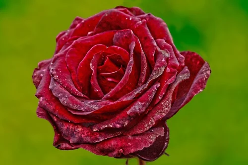 Hình nền Valentine 56