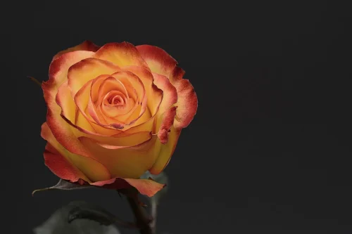 Hình nền Valentine 74