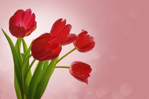 Hình nền Valentine 76