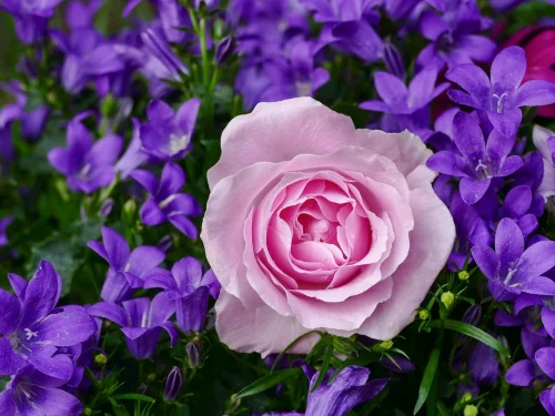 Hình nền Valentine 90