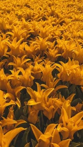 Hình nền vàng 18