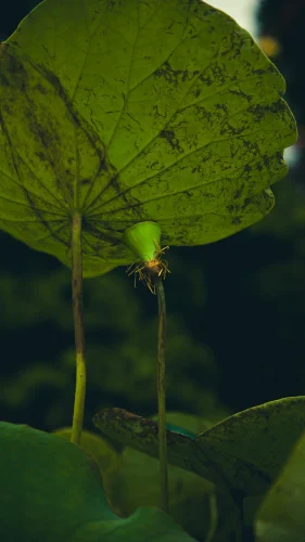 Hình nền Việt Nam 22