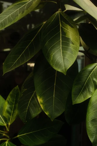 Hình nền Việt Nam 60